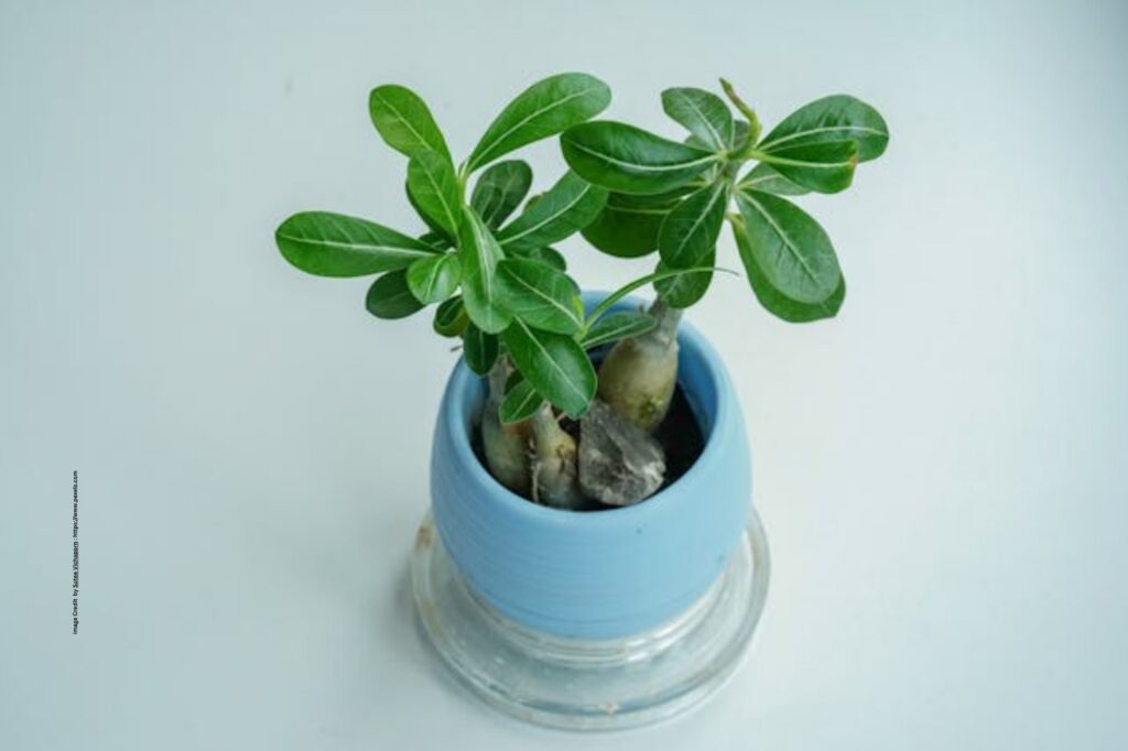 Adenium Plant