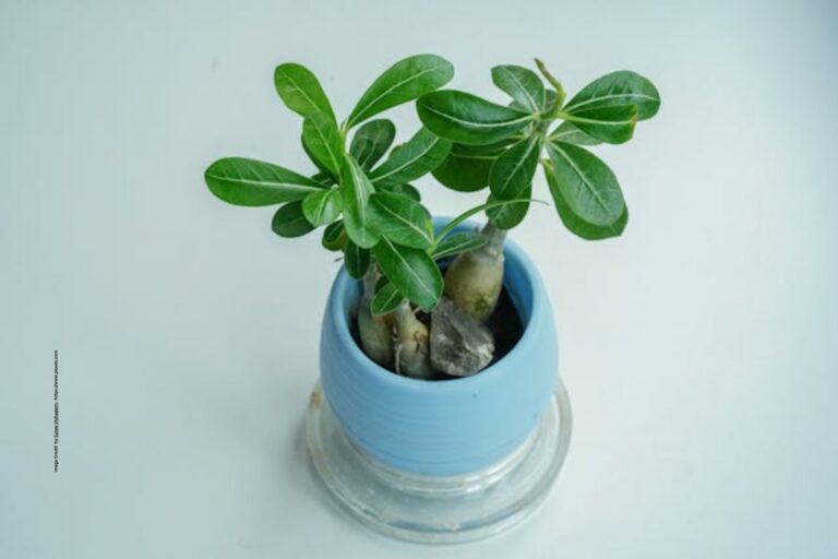 Adenium Plant