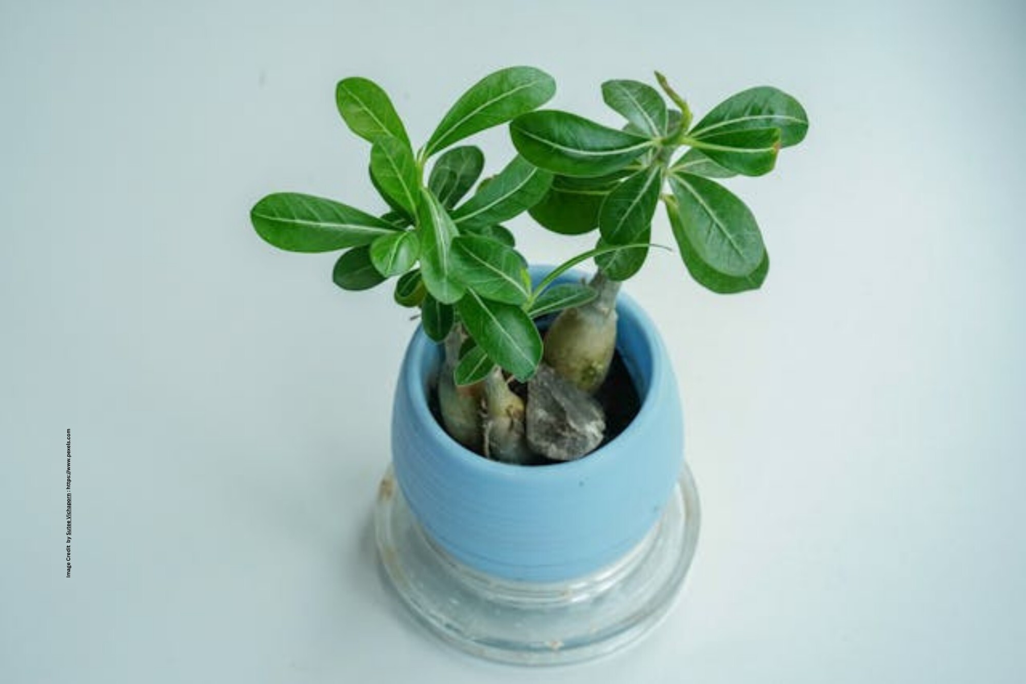 Adenium Plant