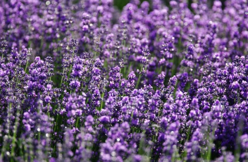 Lavender