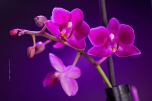 Orchid