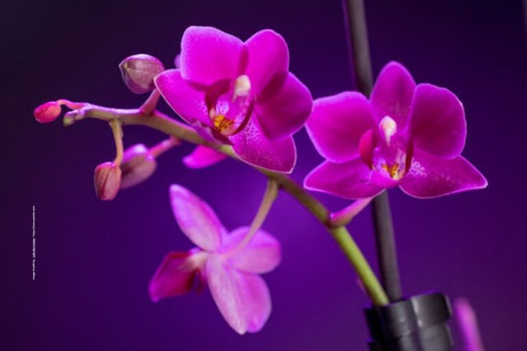 Orchid