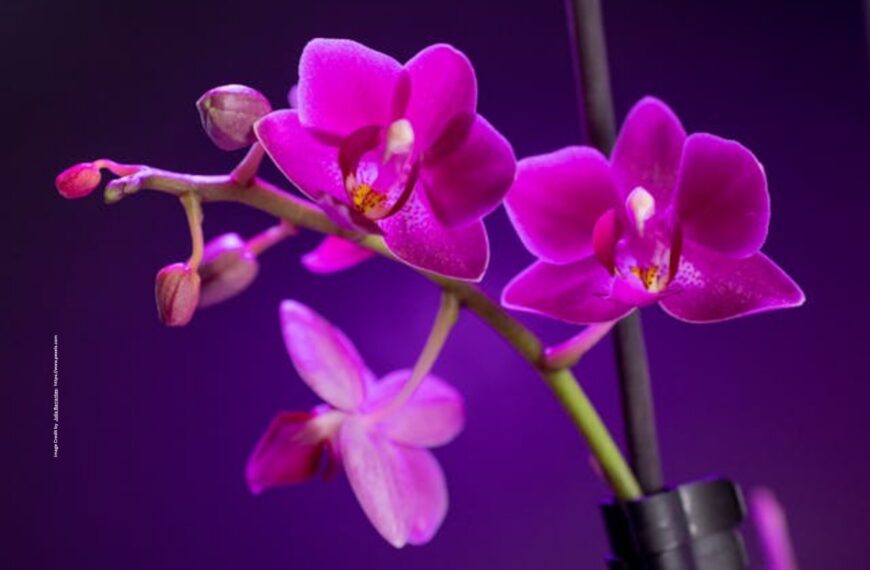 Orchid