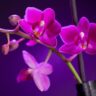 Orchid