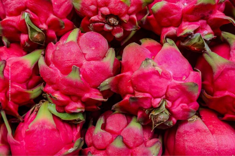 Dragon Fruit Farming