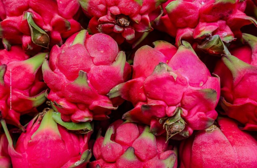 Dragon Fruit Farming