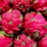 Dragon Fruit Farming