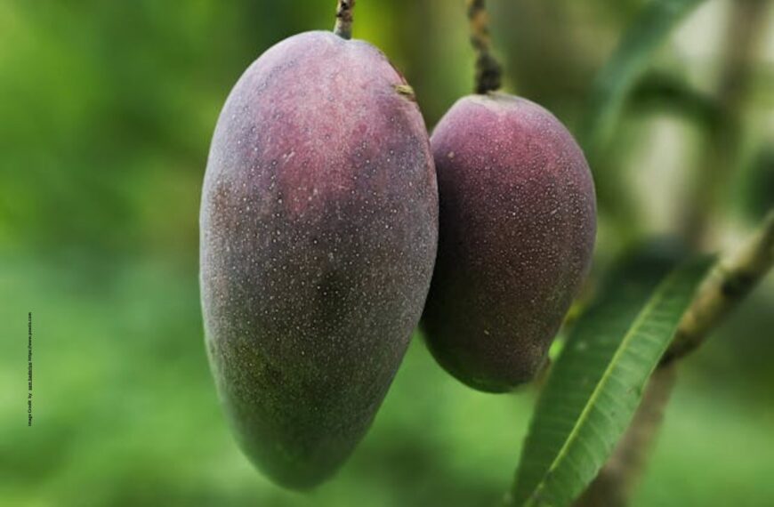 Miyazaki Mango