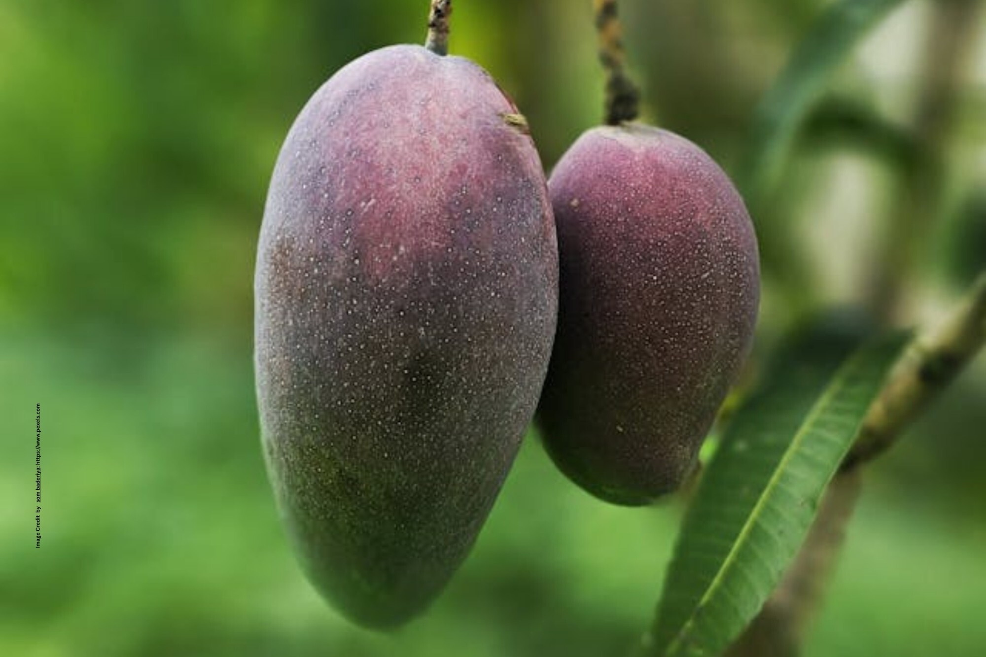 Miyazaki Mango