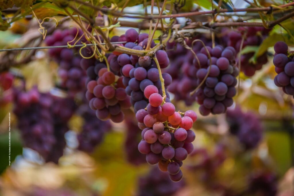 Grape Cultivation