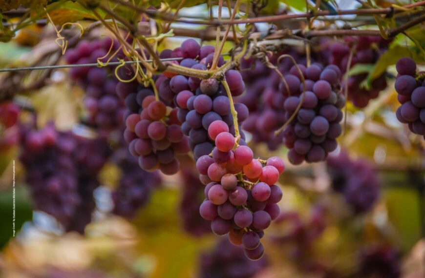 Grape Cultivation