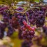 Grape Cultivation