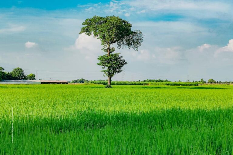 Save the Fields Campaign