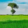 Save the Fields Campaign