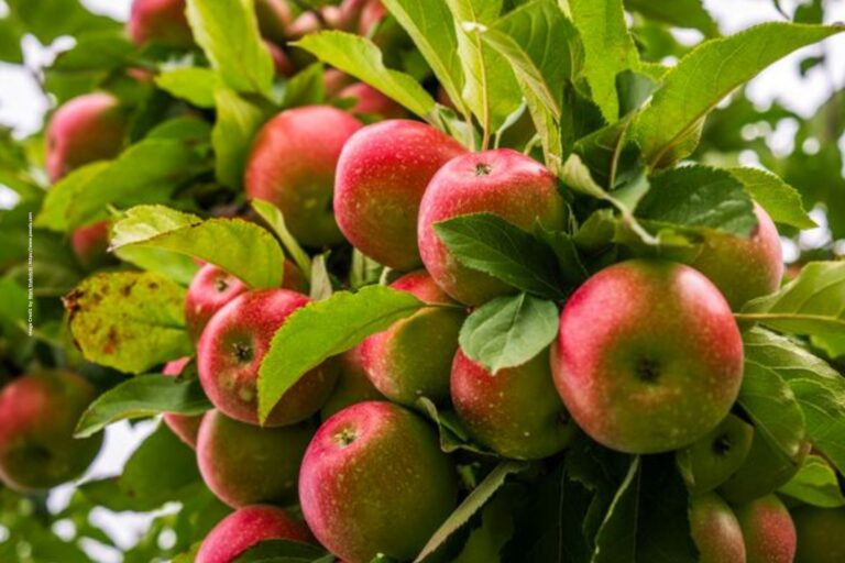 High Density Apple Farming