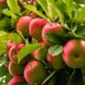 High Density Apple Farming