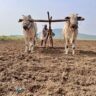 El Niño's Impact