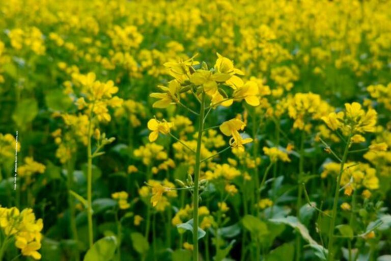 Low-Water Crops