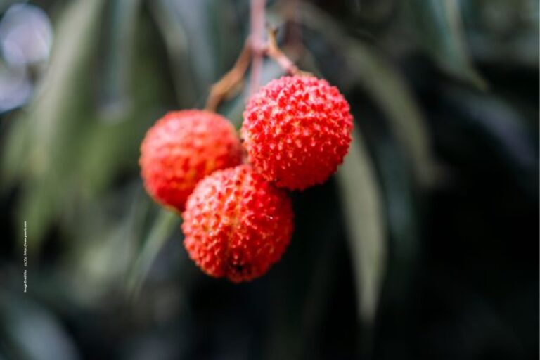 Litchi Farming