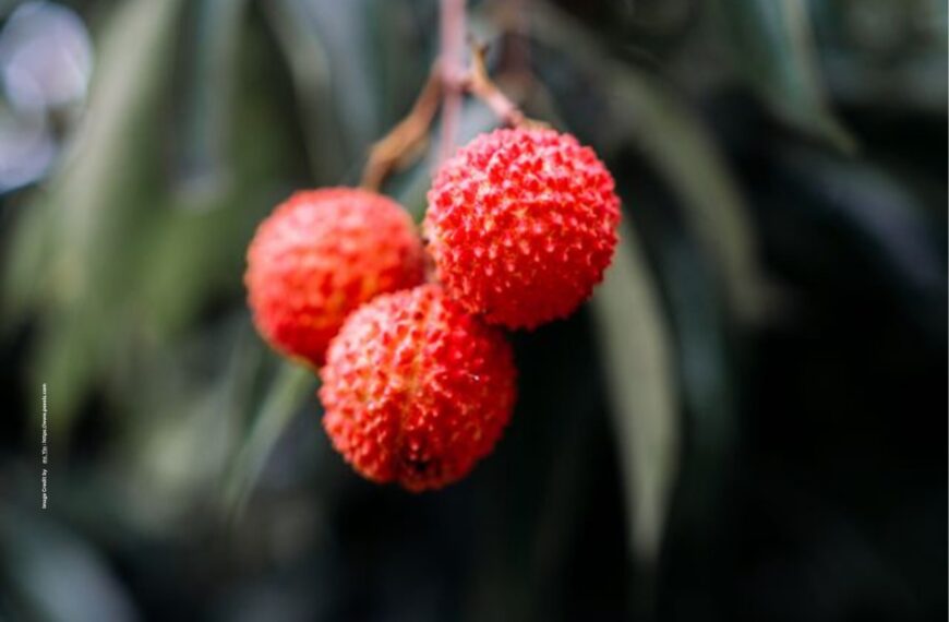 Litchi Farming