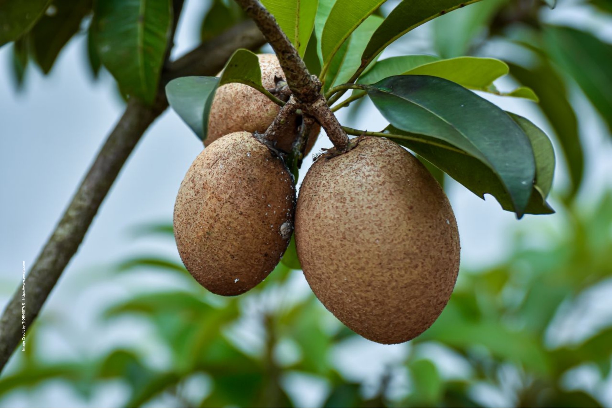 Chikoo Cultivation