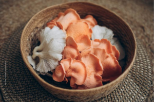 Oyster Mushroom