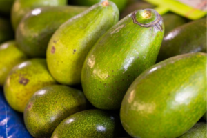 Avocado Farming