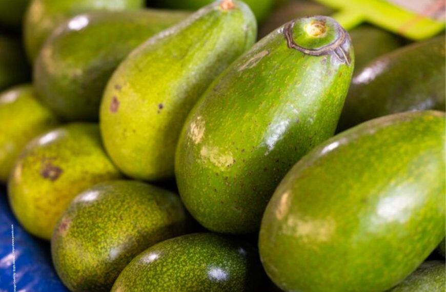 Avocado Farming