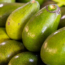 Avocado Farming