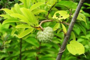 Custard Apple