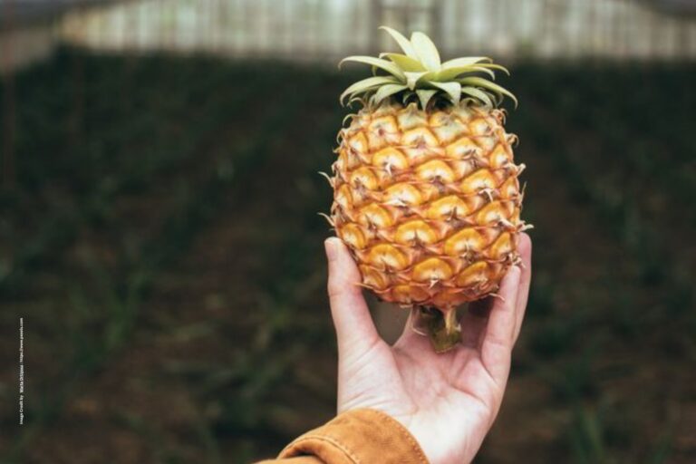 Pineapple Farming