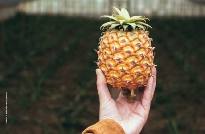 Pineapple Farming