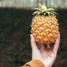 Pineapple Farming