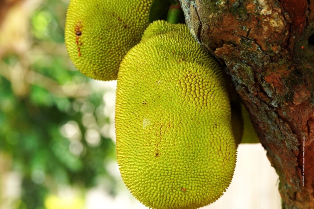 Jackfruit Farming
