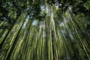 Green Bamboo