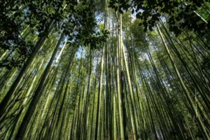 Green Bamboo
