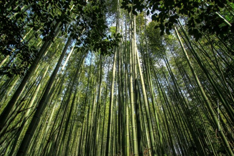 Green Bamboo