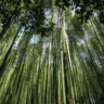 Green Bamboo