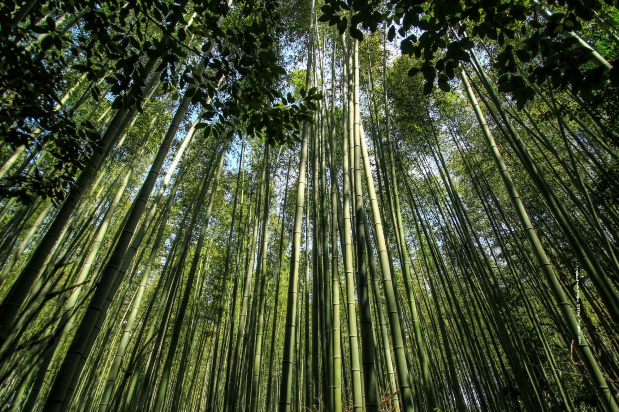 Green Bamboo