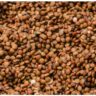 Horse Gram