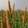 Ragi Cultivation