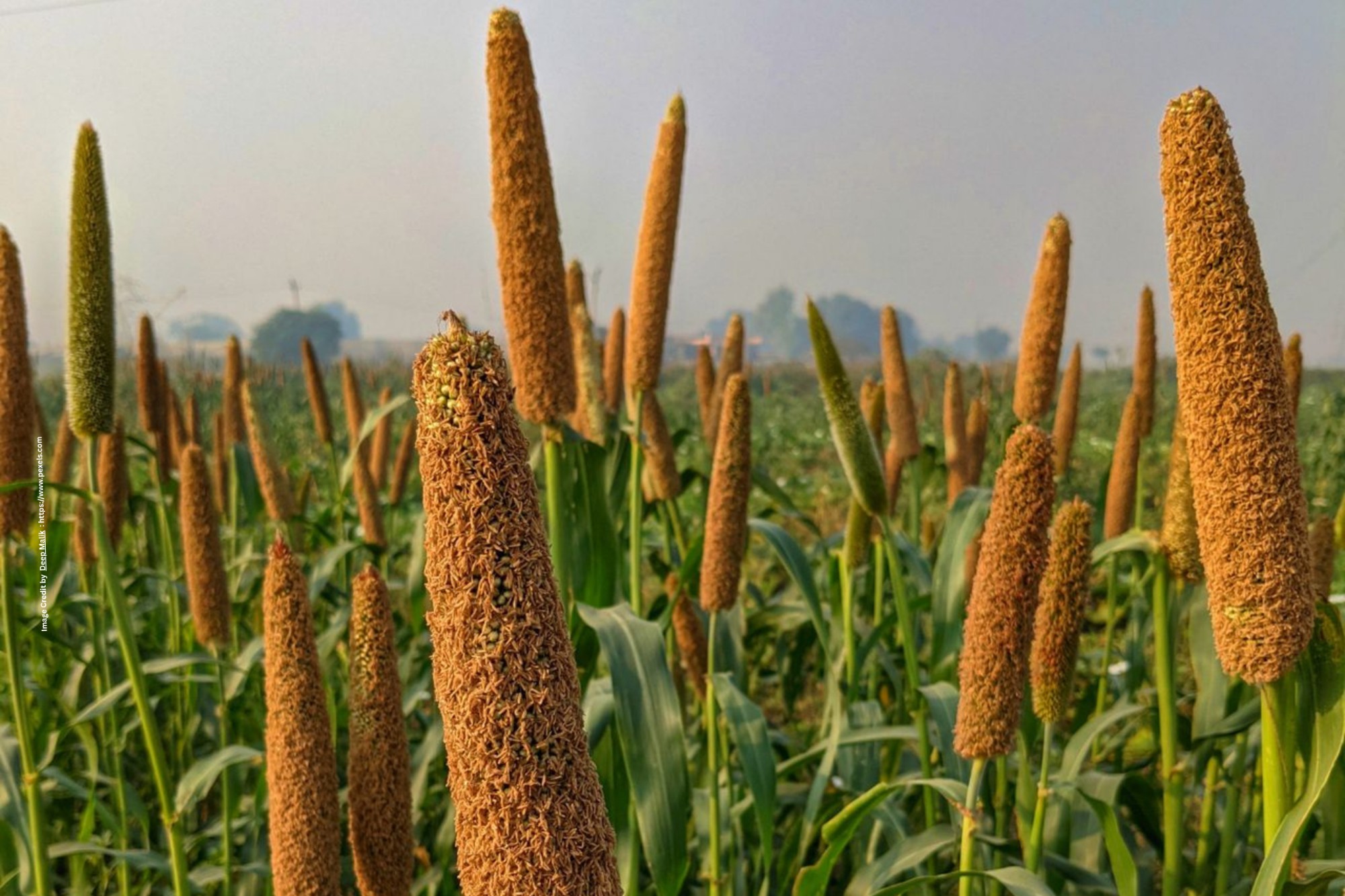 Ragi Cultivation