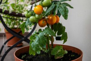 Terrace Vegetable Gardening