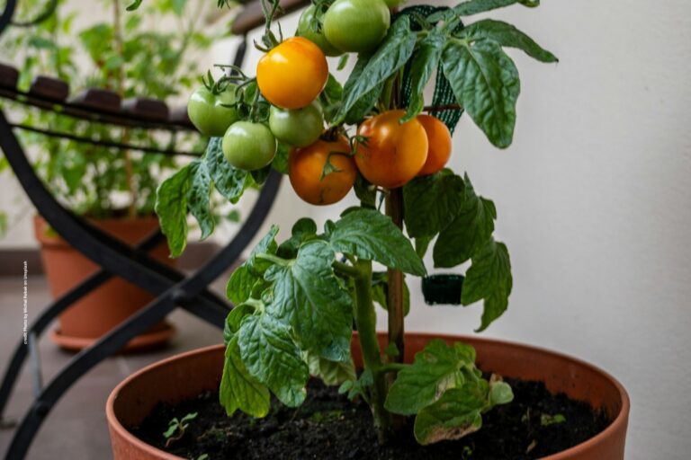 Terrace Vegetable Gardening