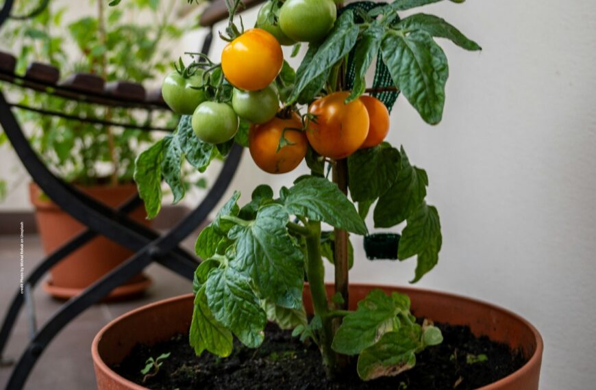 Terrace Vegetable Gardening