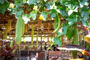 Terrace Kitchen Garden