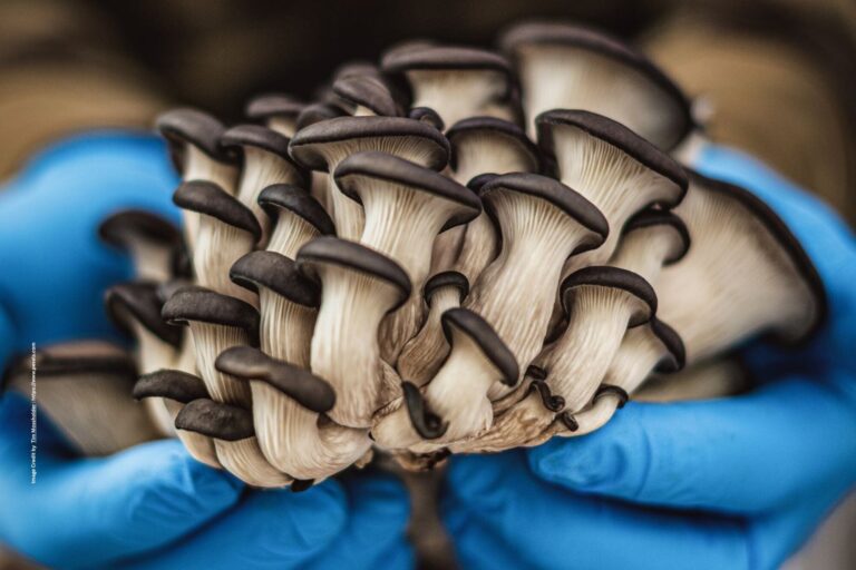 Mushroom Farming