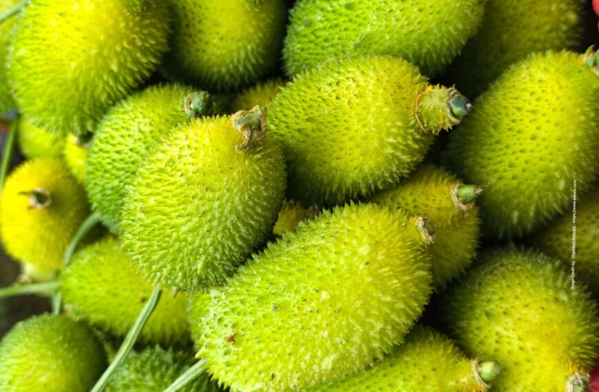 Spiny Gourd