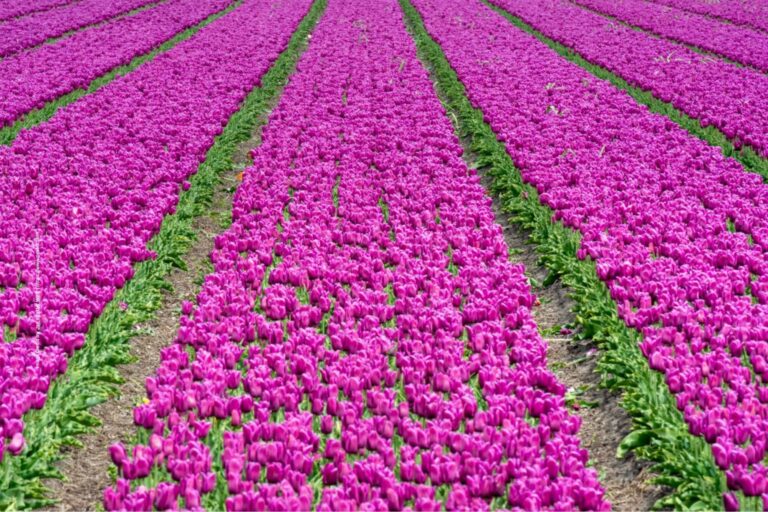 Tulip cultivation