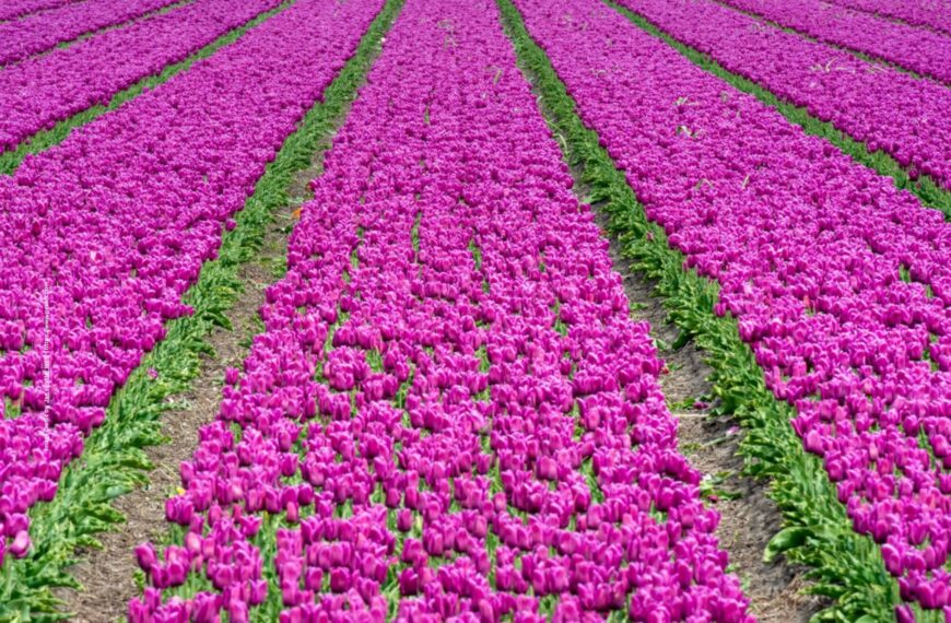 Tulip cultivation